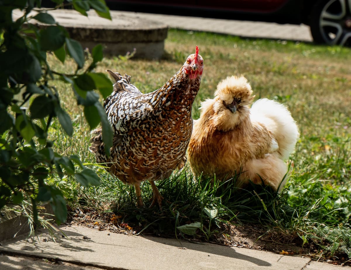 Chooks & DIY Feed