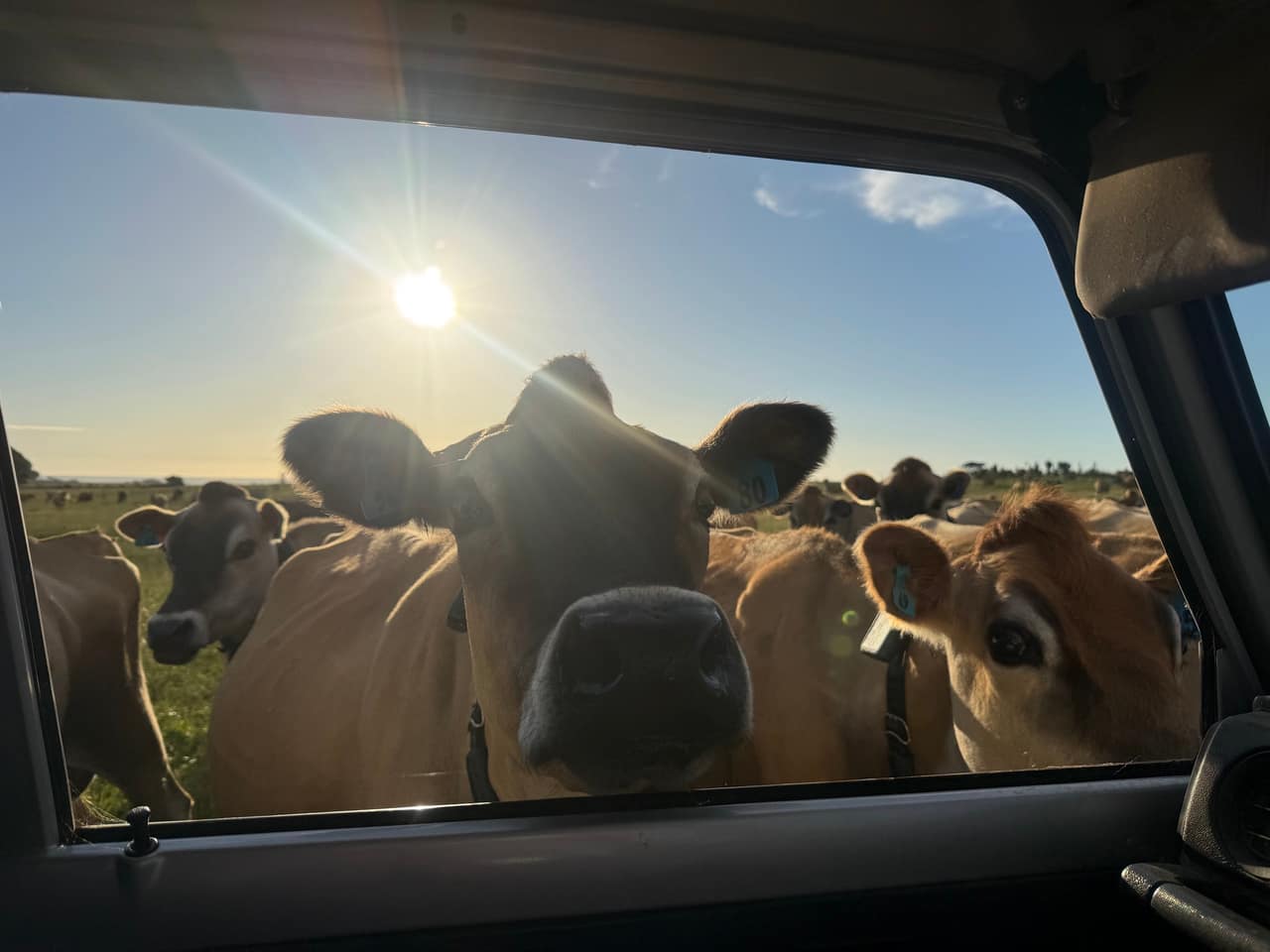 Conversion to Organic Dairy Farming