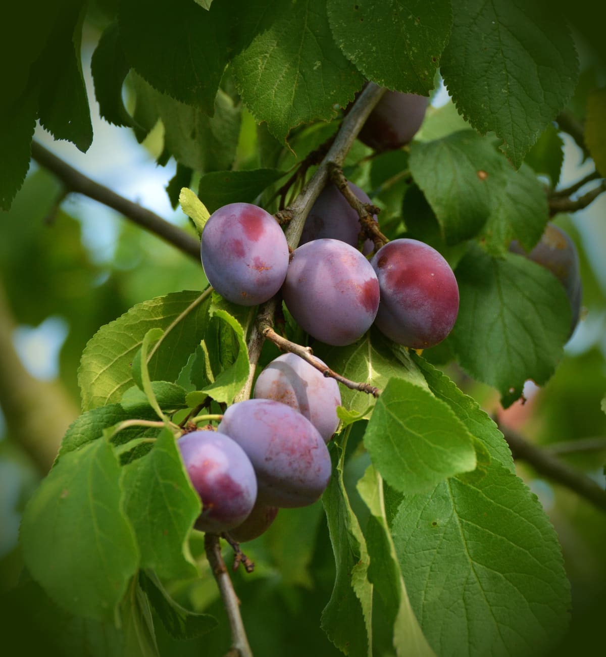 Fruit Trees: Bountiful & Healthy