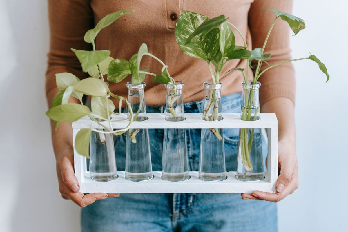 Plant Propagation