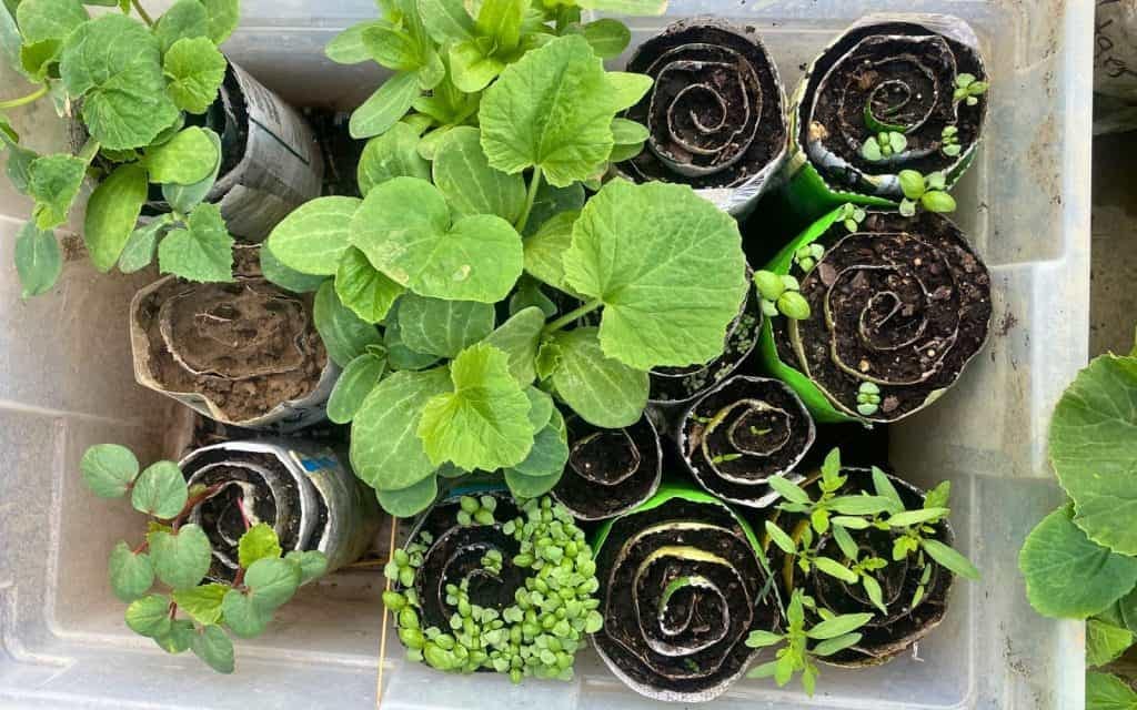 Seed Snails for Easy Seedlings