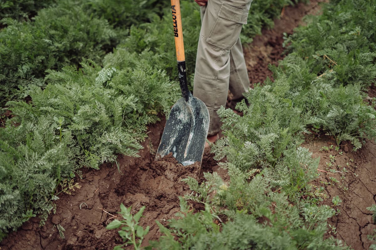 Soil Building: Mulch, Compost and Worms