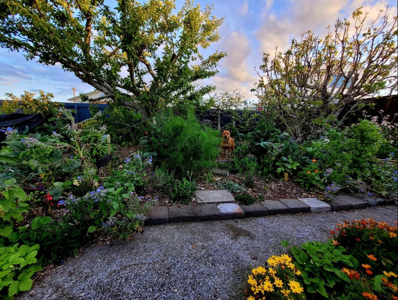 Frugal Food Forest