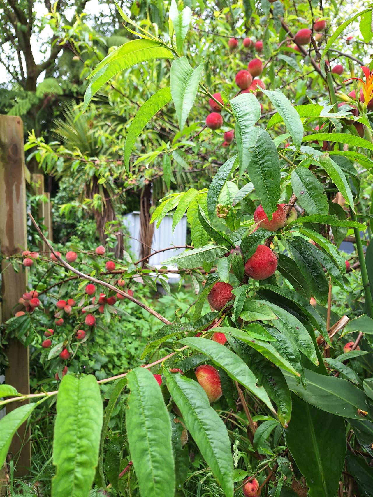 The Potter's Garden