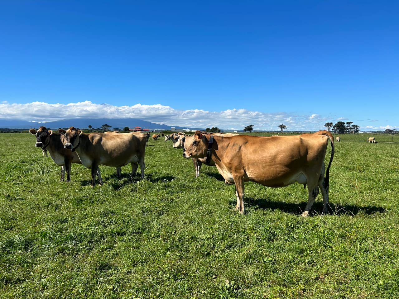 Shortland Farm