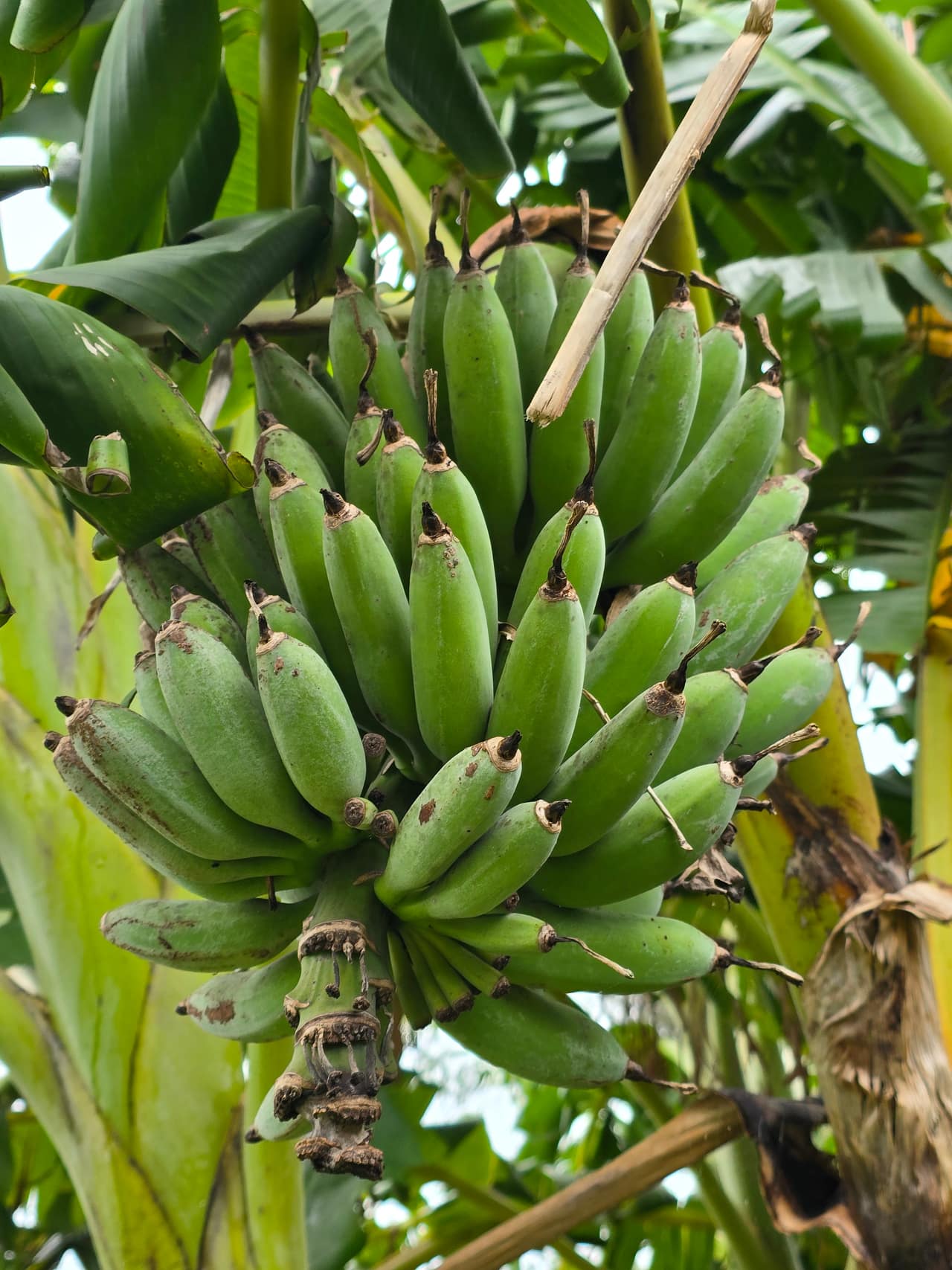 Peihana Farm